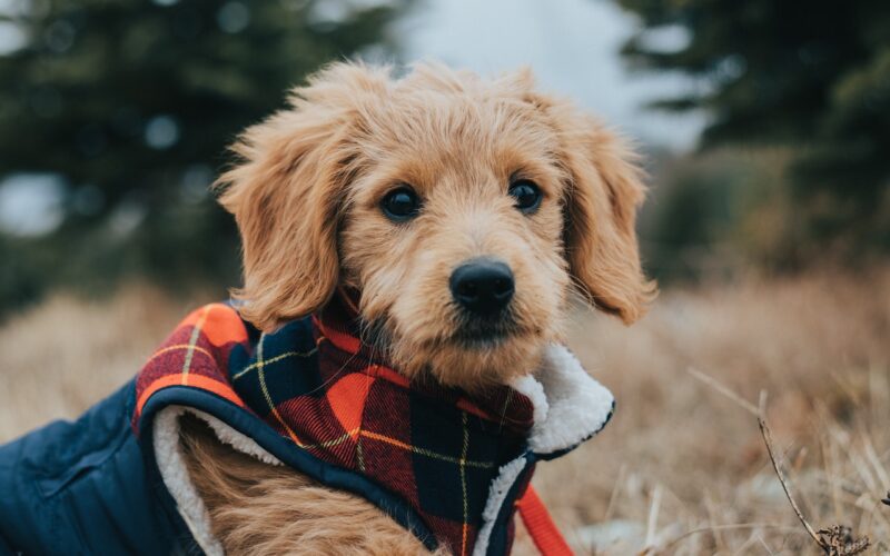 The Beginner’s Guide to Training a Goldendoodle