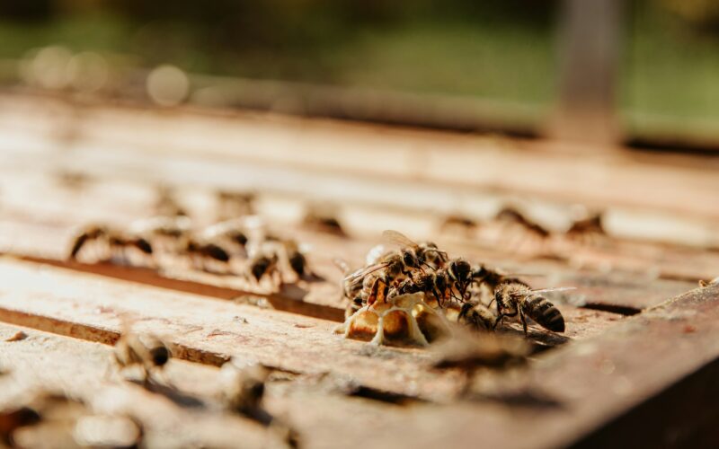 Beyond the Seasons: What Homeowners Should Know About the Yearly Pest Cycle